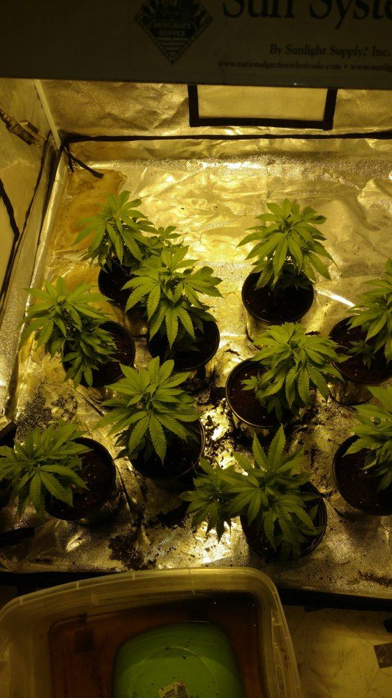 Phantom og in a 4x4 tent