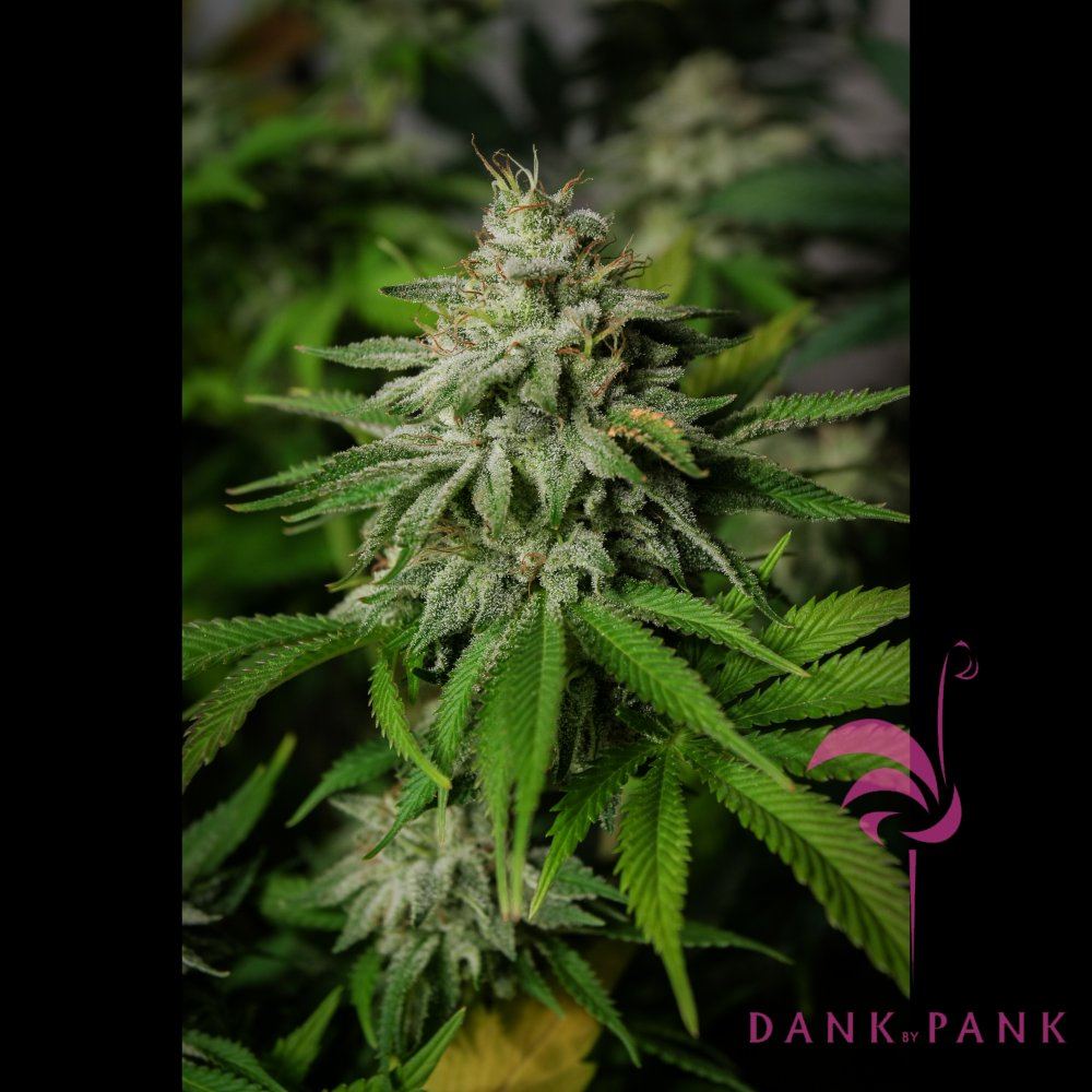Phantomstardawg