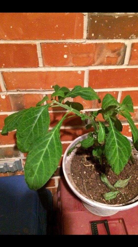Pharmacologically active plants 3