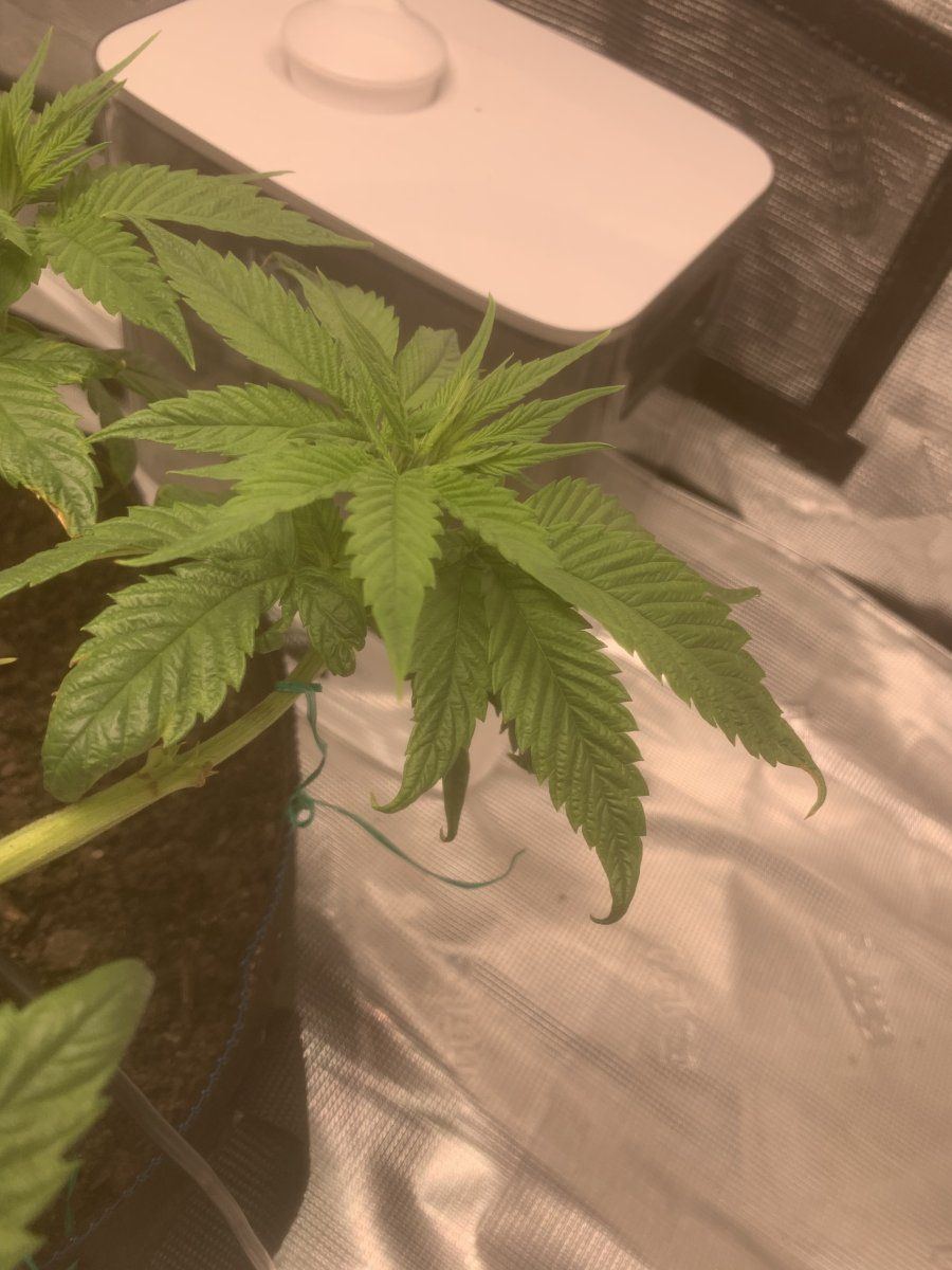 Phdeficiency issue what should i do 2