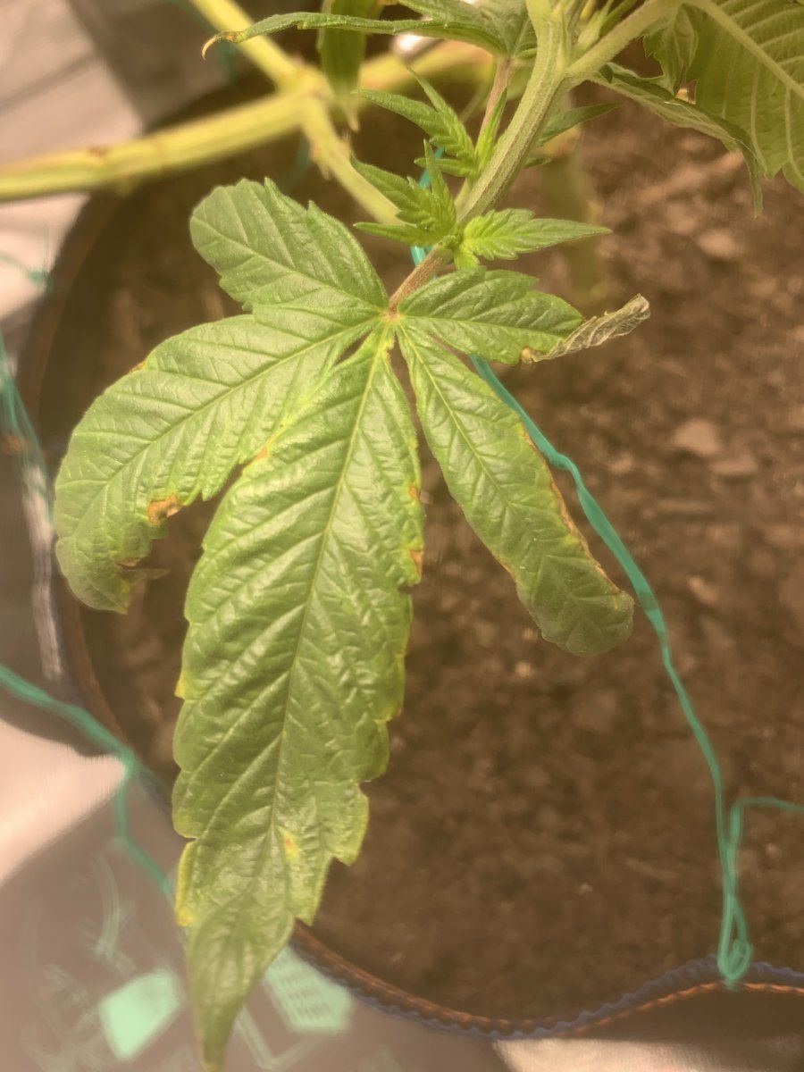 Phdeficiency issue what should i do 3