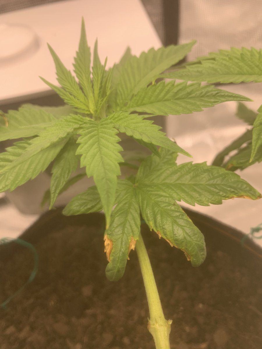 Phdeficiency issue what should i do