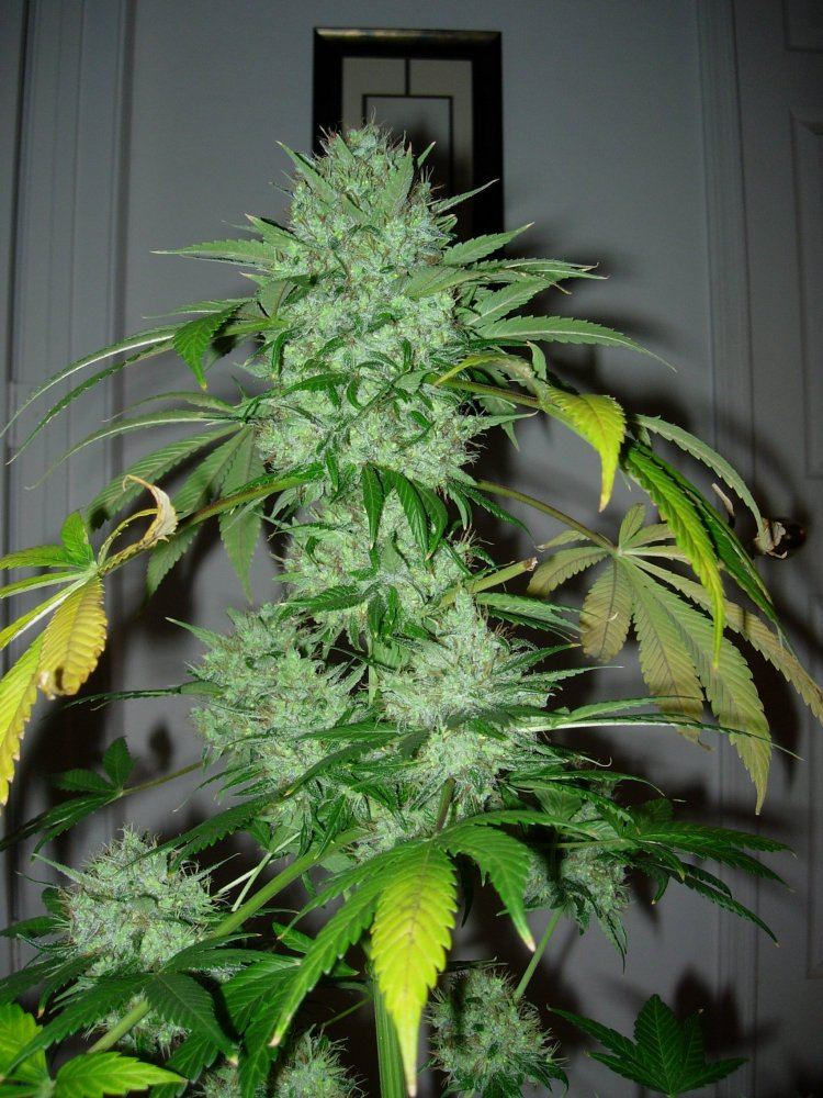 Pheno 01