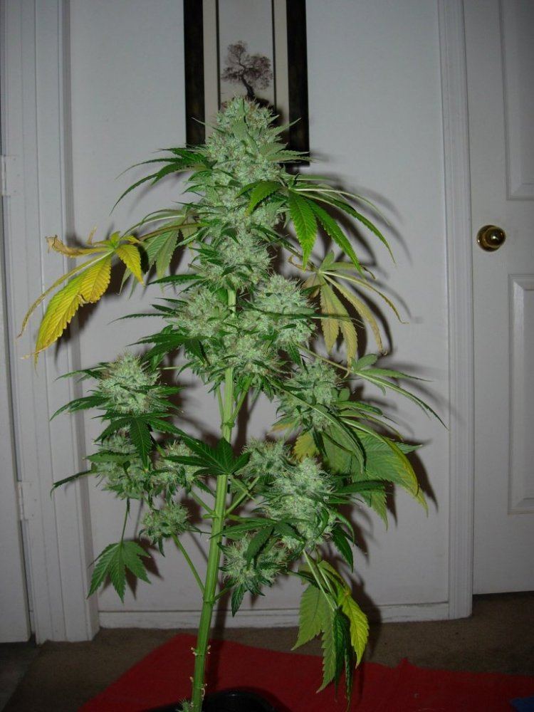Pheno 1
