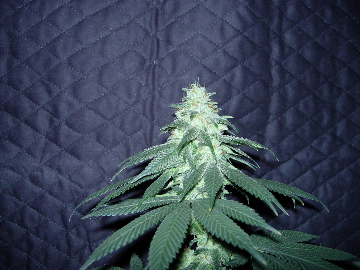 Pheno 1