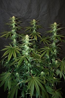 Pheno 2 1