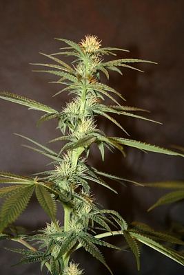 Pheno 2 2