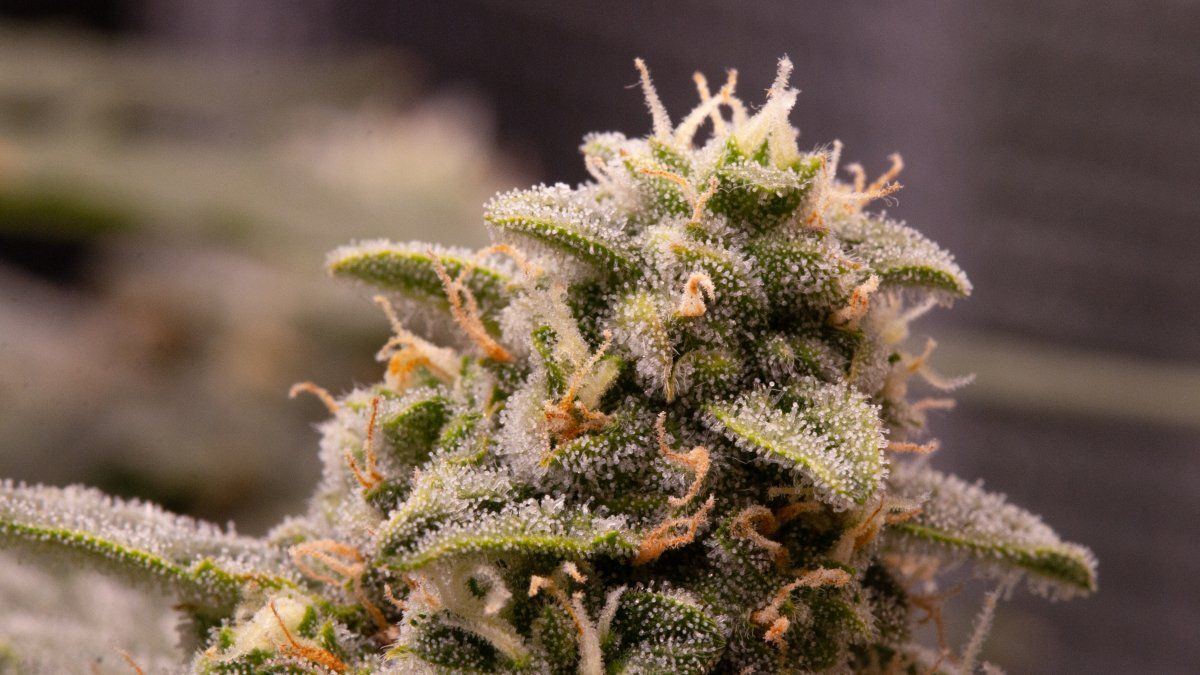 Pheno 2
