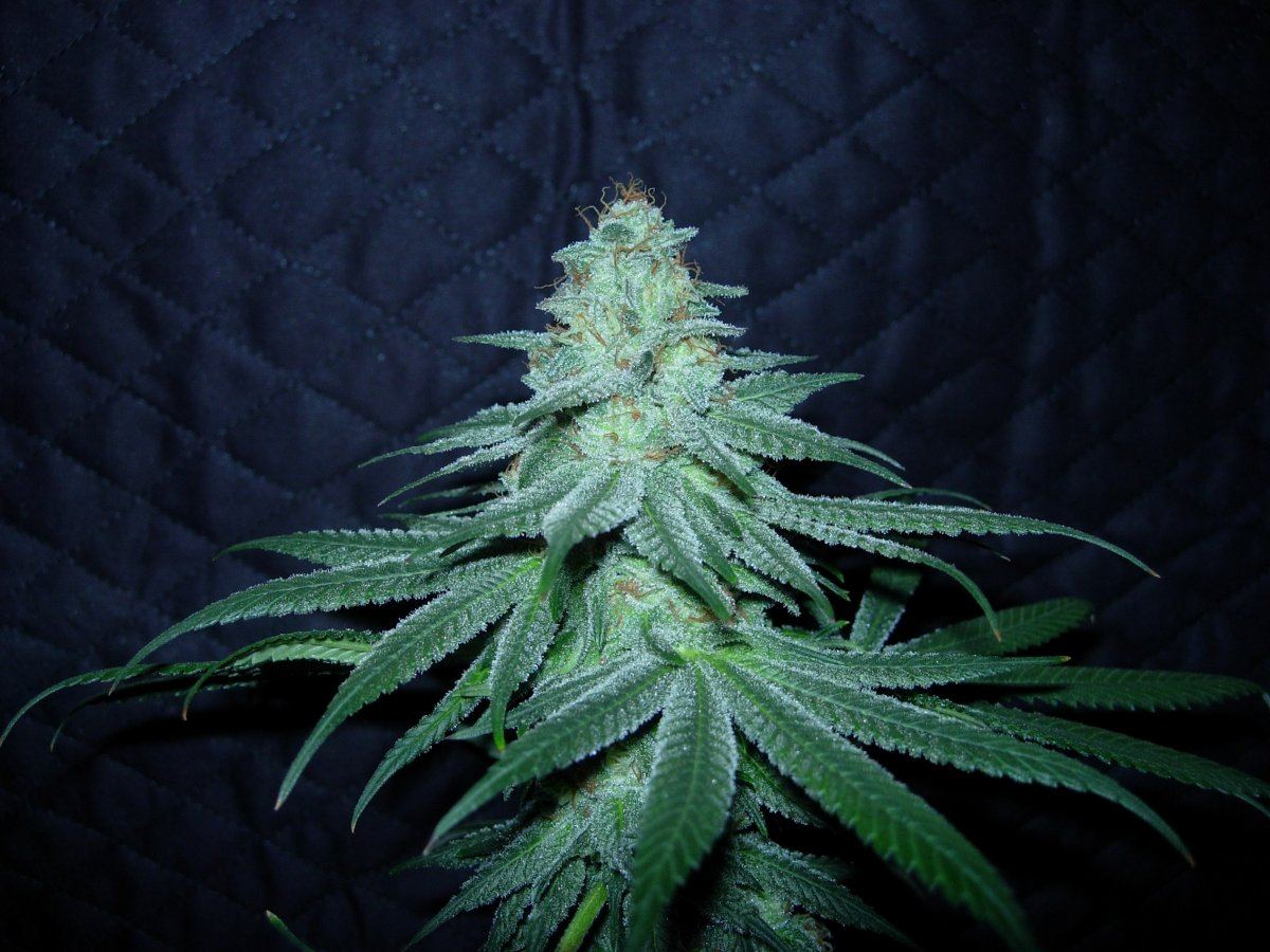 Pheno 2