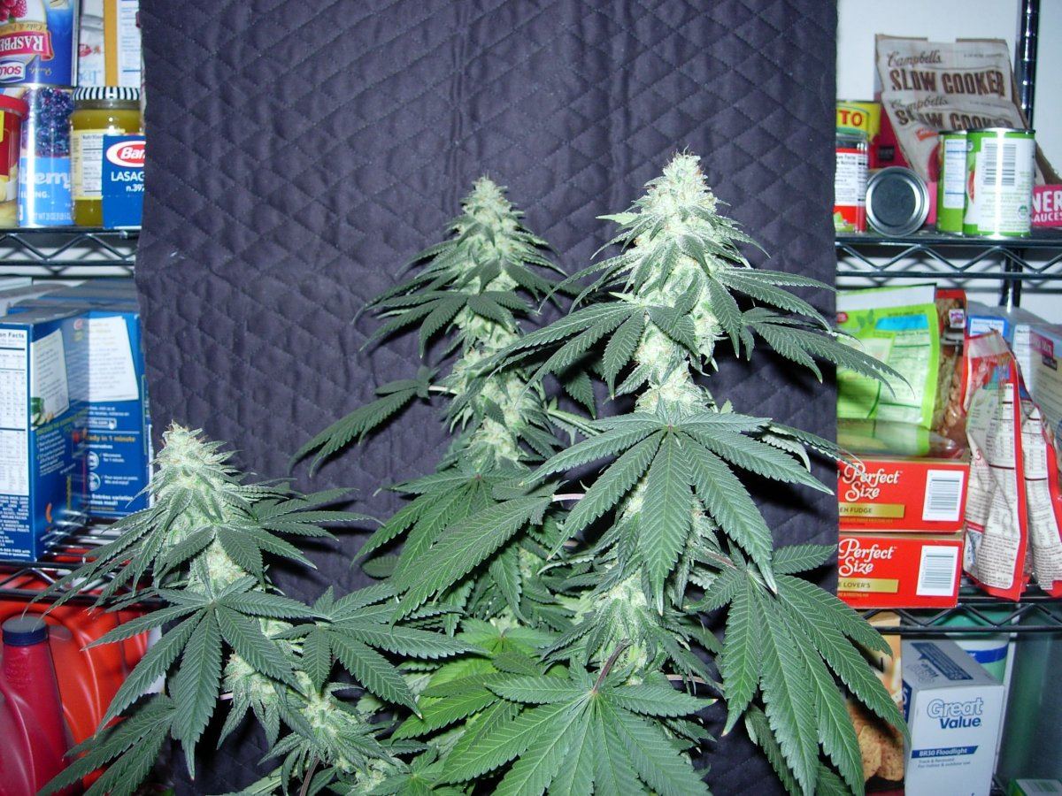 Pheno 3