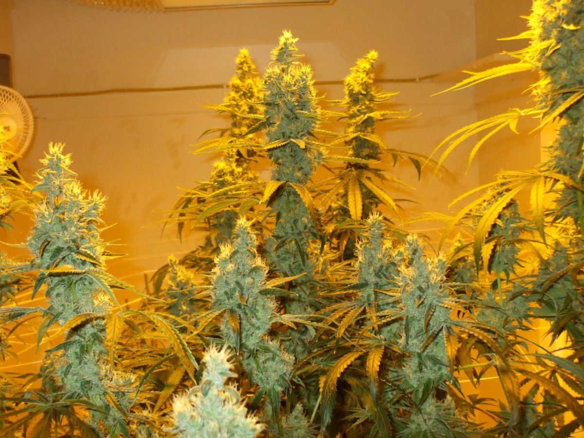 Pheno3female day55 032