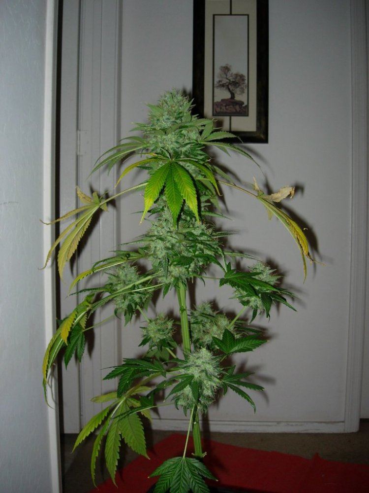Pheno 1