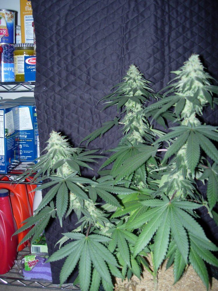 Pheno 2