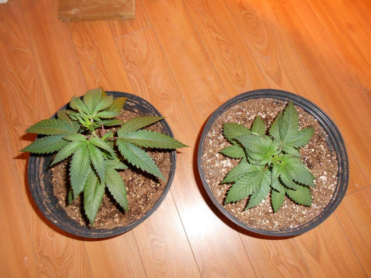Phenocomparefeb2