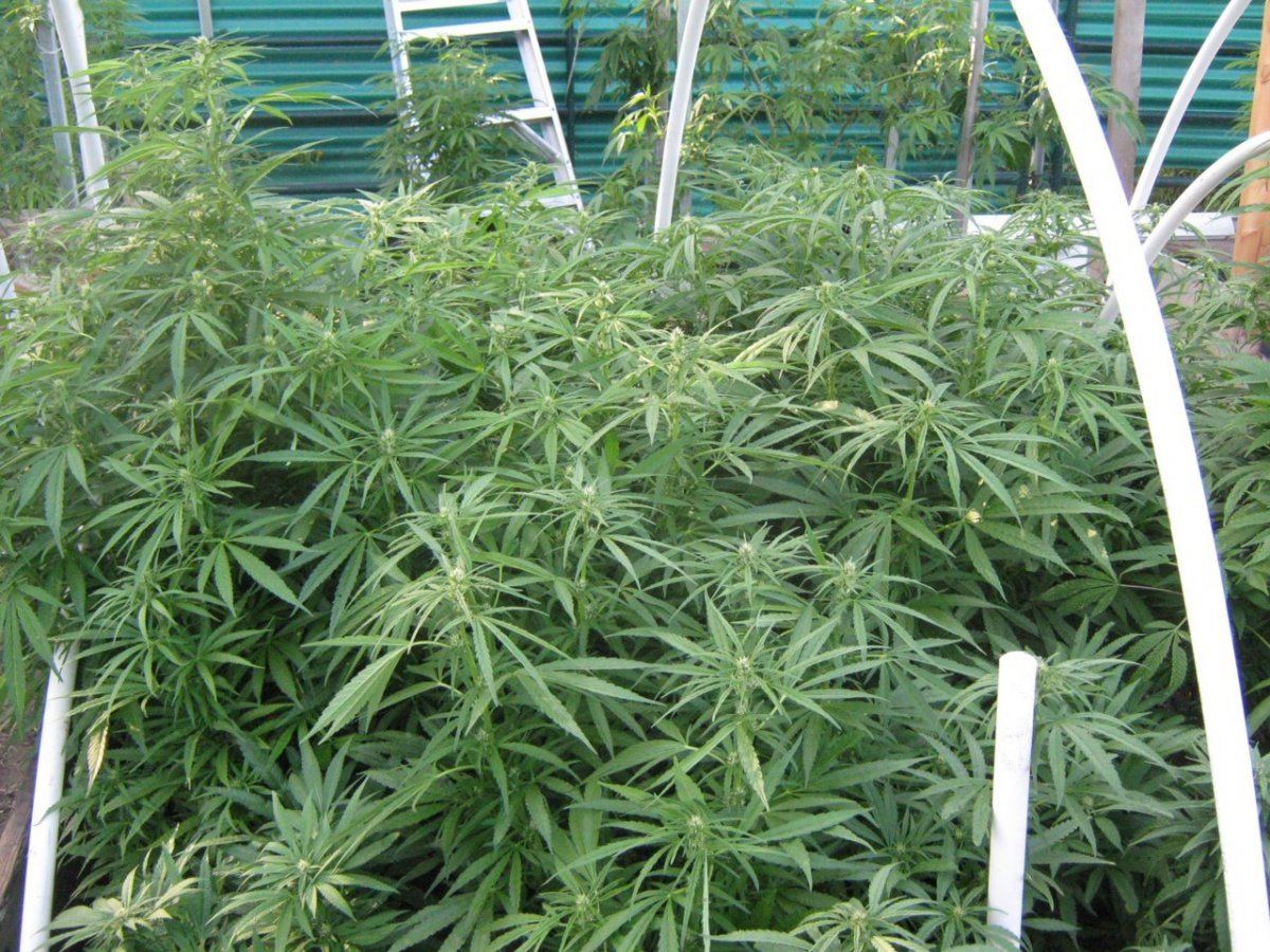 Phenohuntbed4 29