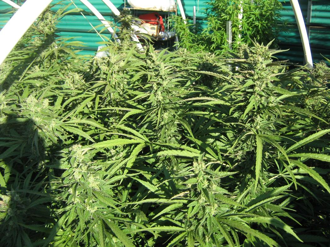 Phenohuntbed5 27