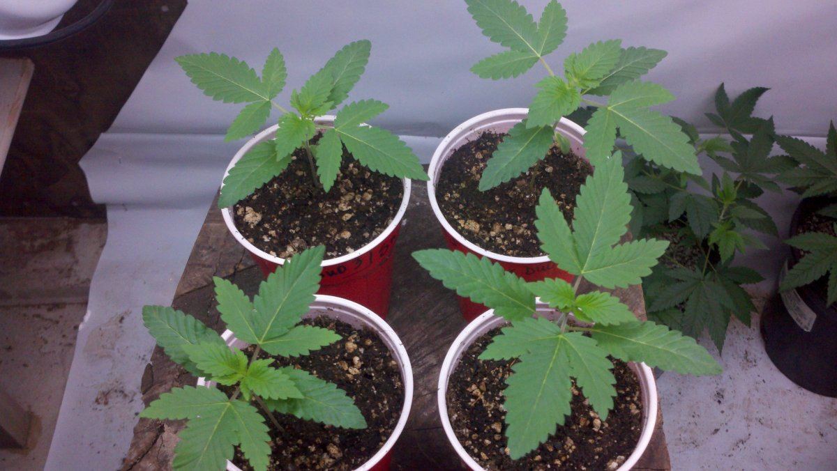Phenos2