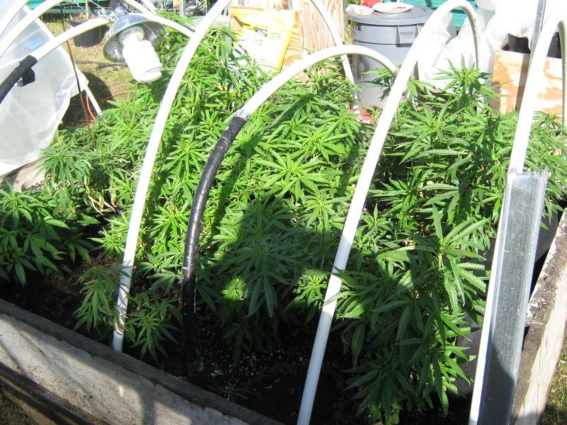 Phenos4 2