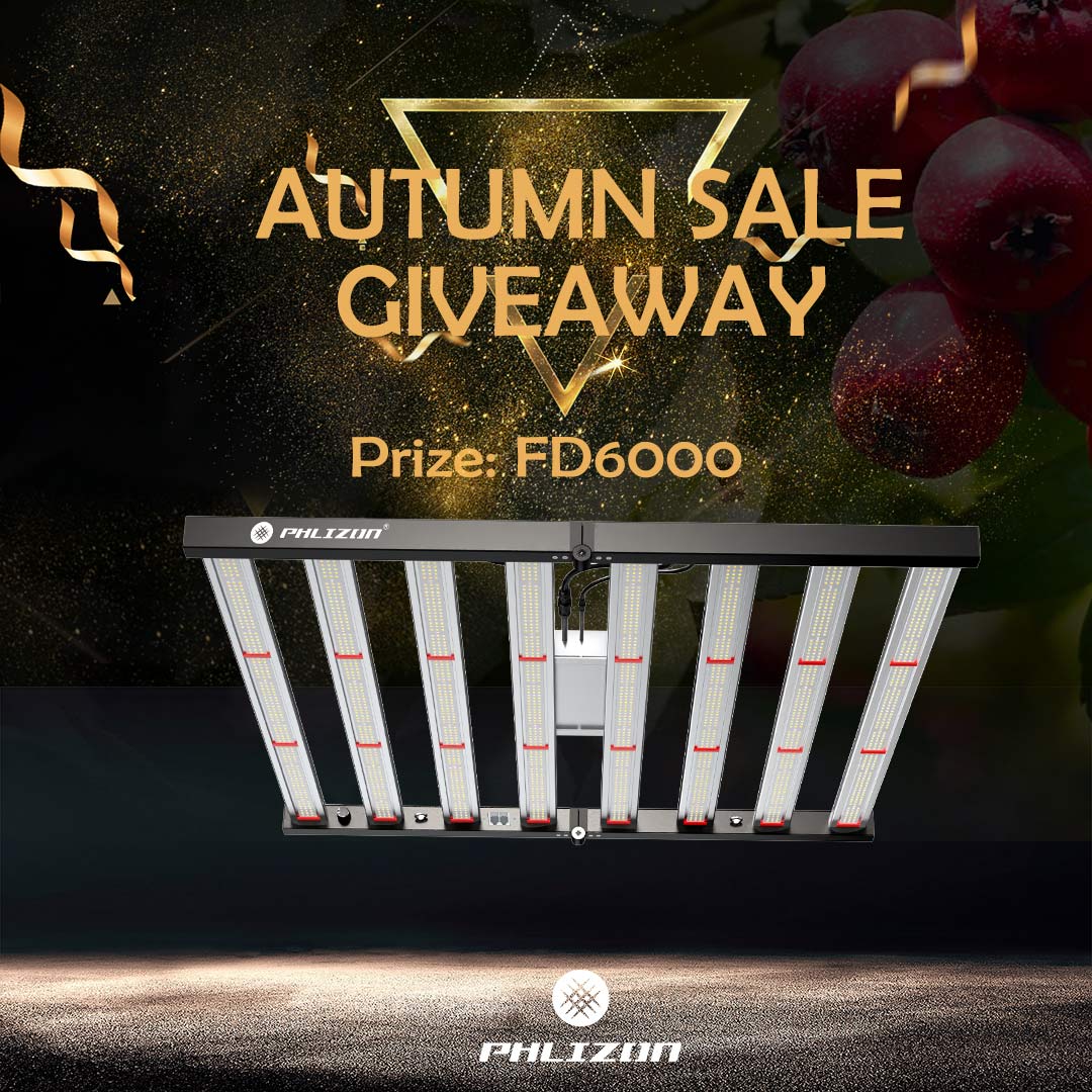 Phlizon autumn sale october giveaway