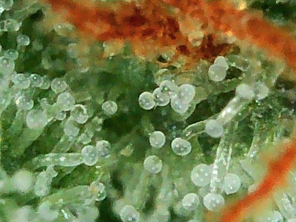 PHO00142