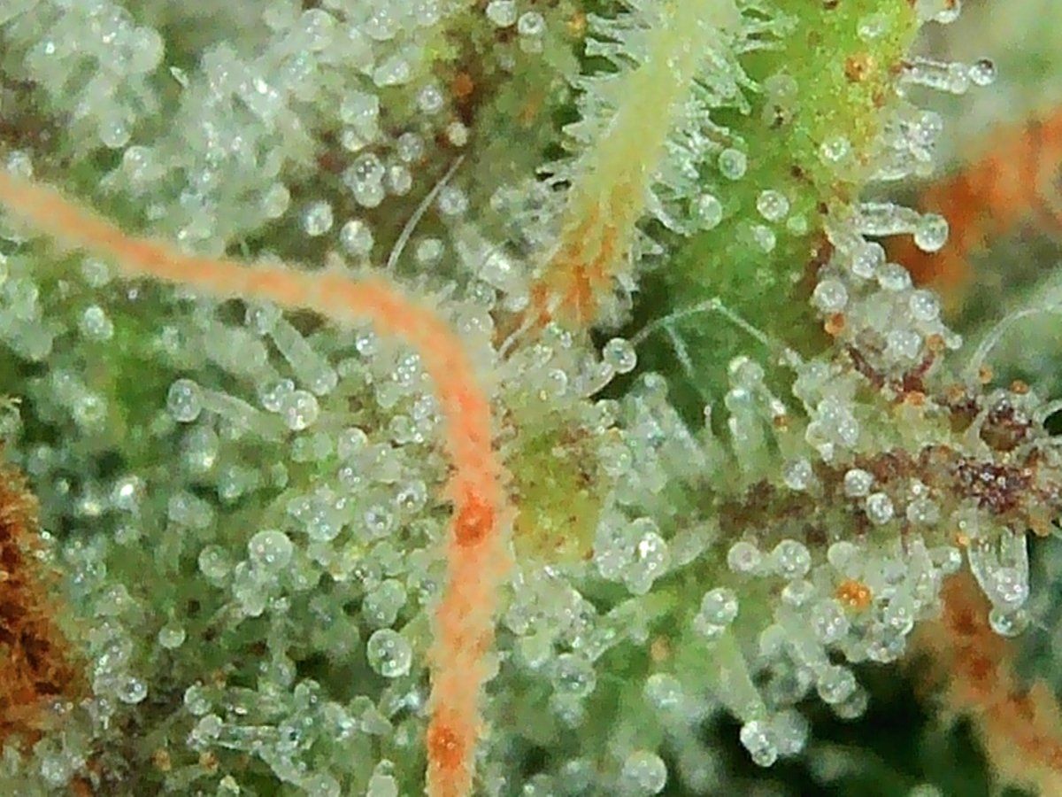 PHO00147
