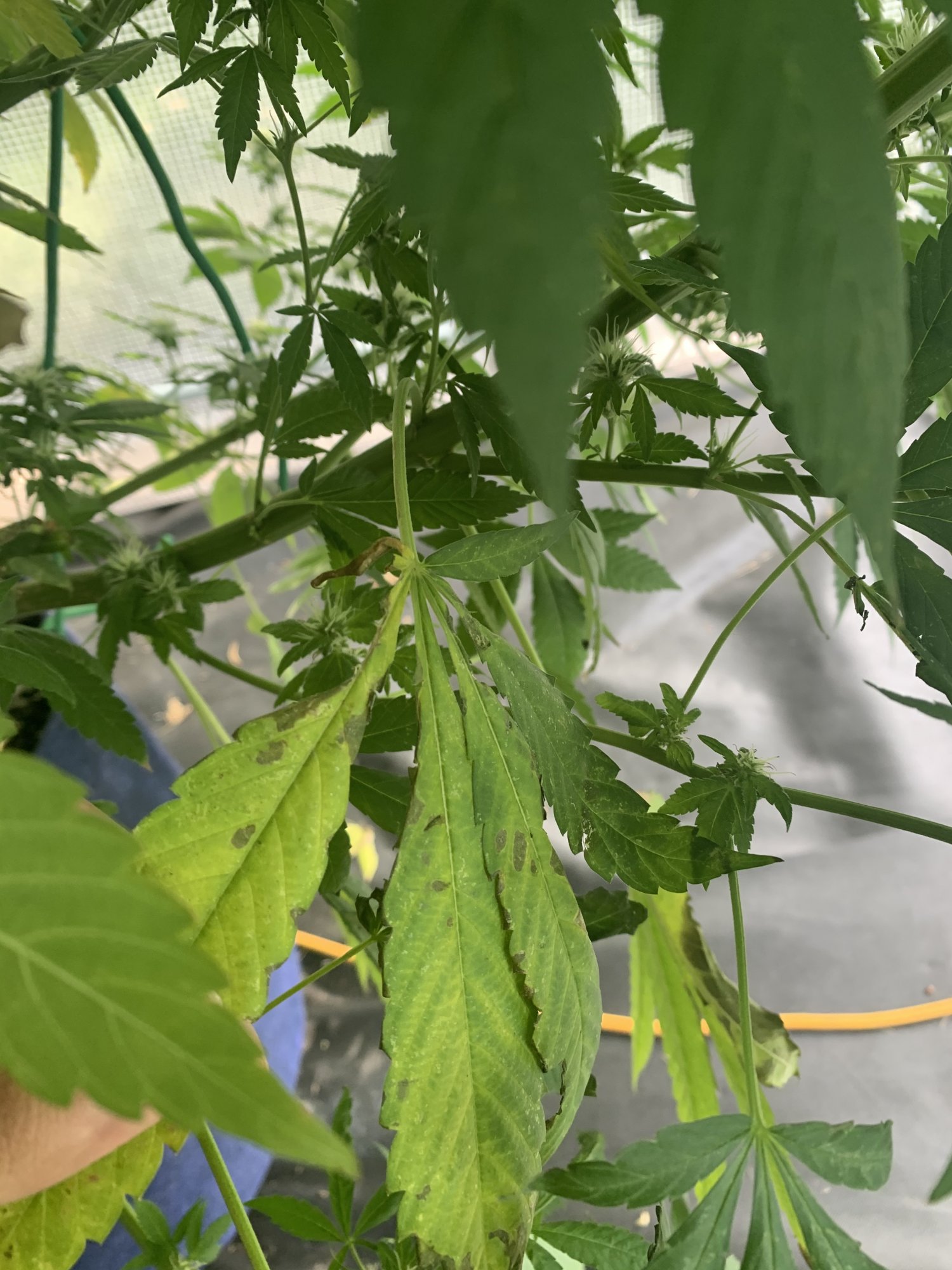 Phosphorus deficiency and bud rot problems 3