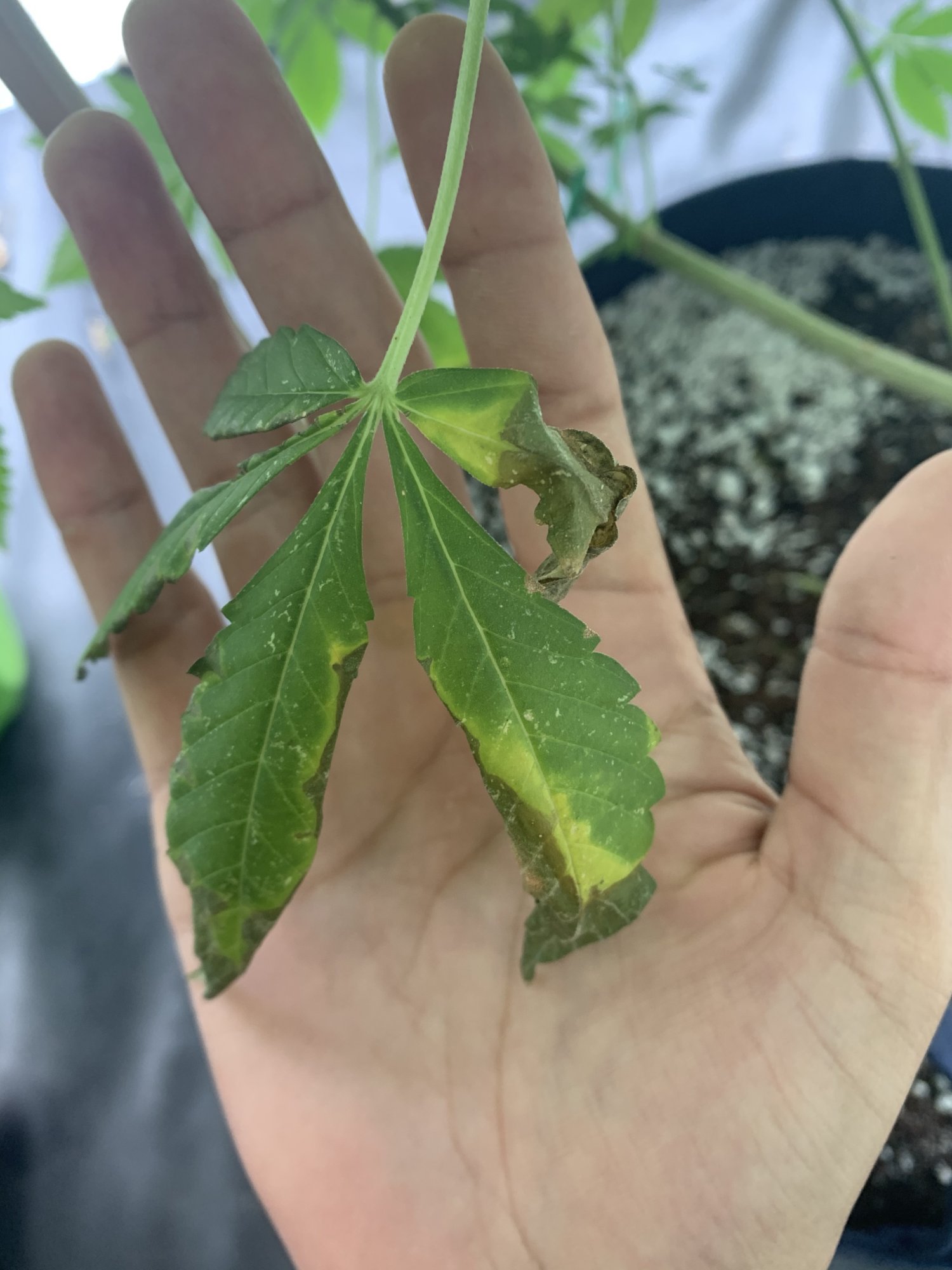 Phosphorus deficiency and bud rot problems