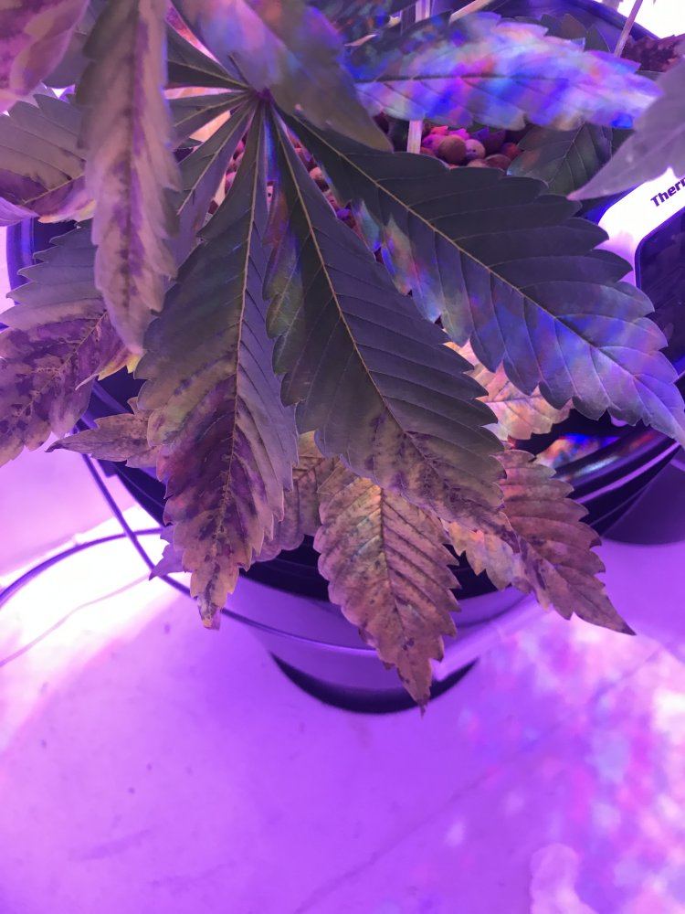 www.thcfarmer.com