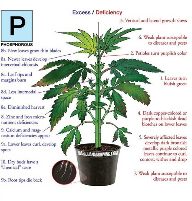 Phosphorus Deficiency marijuana diagram