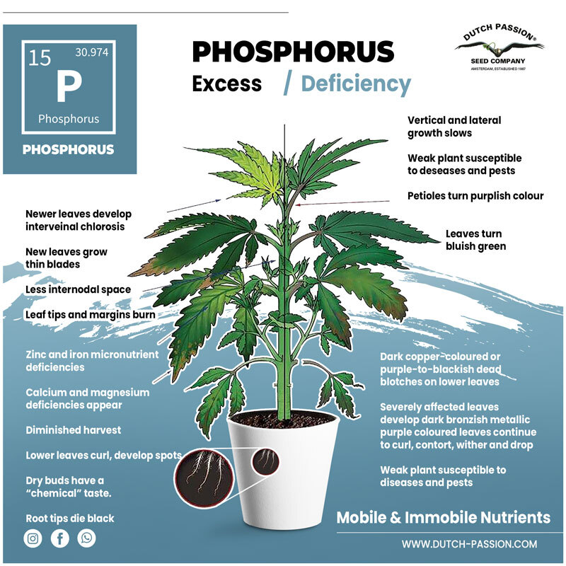 PHOSPHORUS