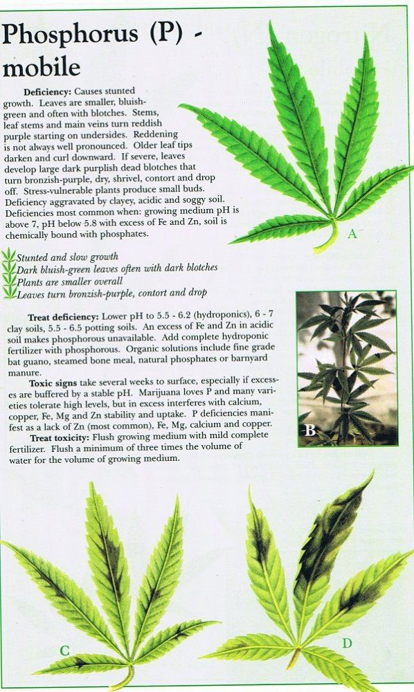 Phosphorus p marijuana weed nutrient problem