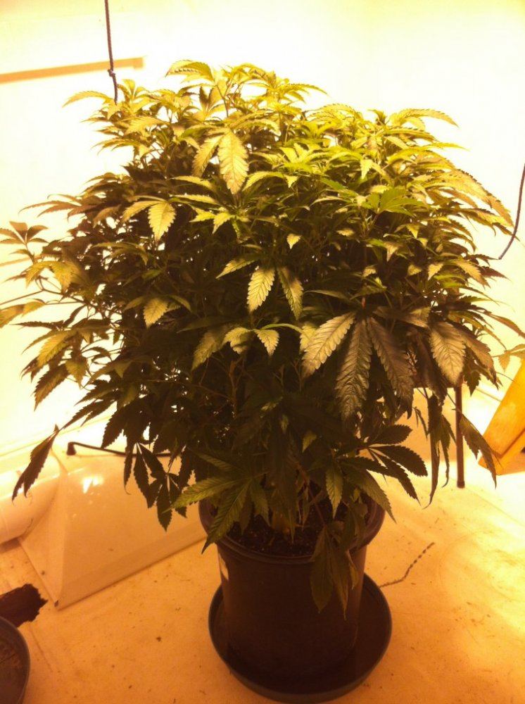 Photo 1 1