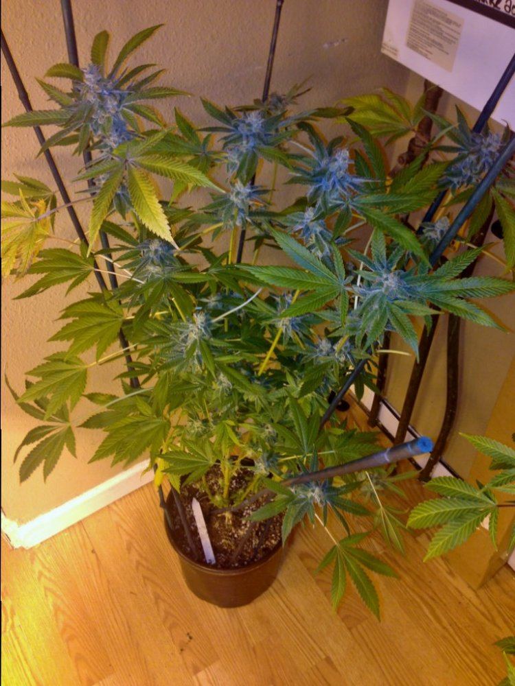 Photo 21