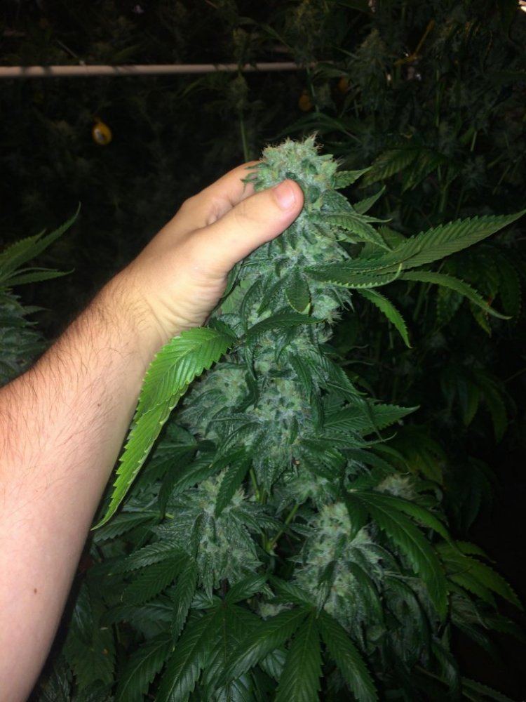 Photo 4 6