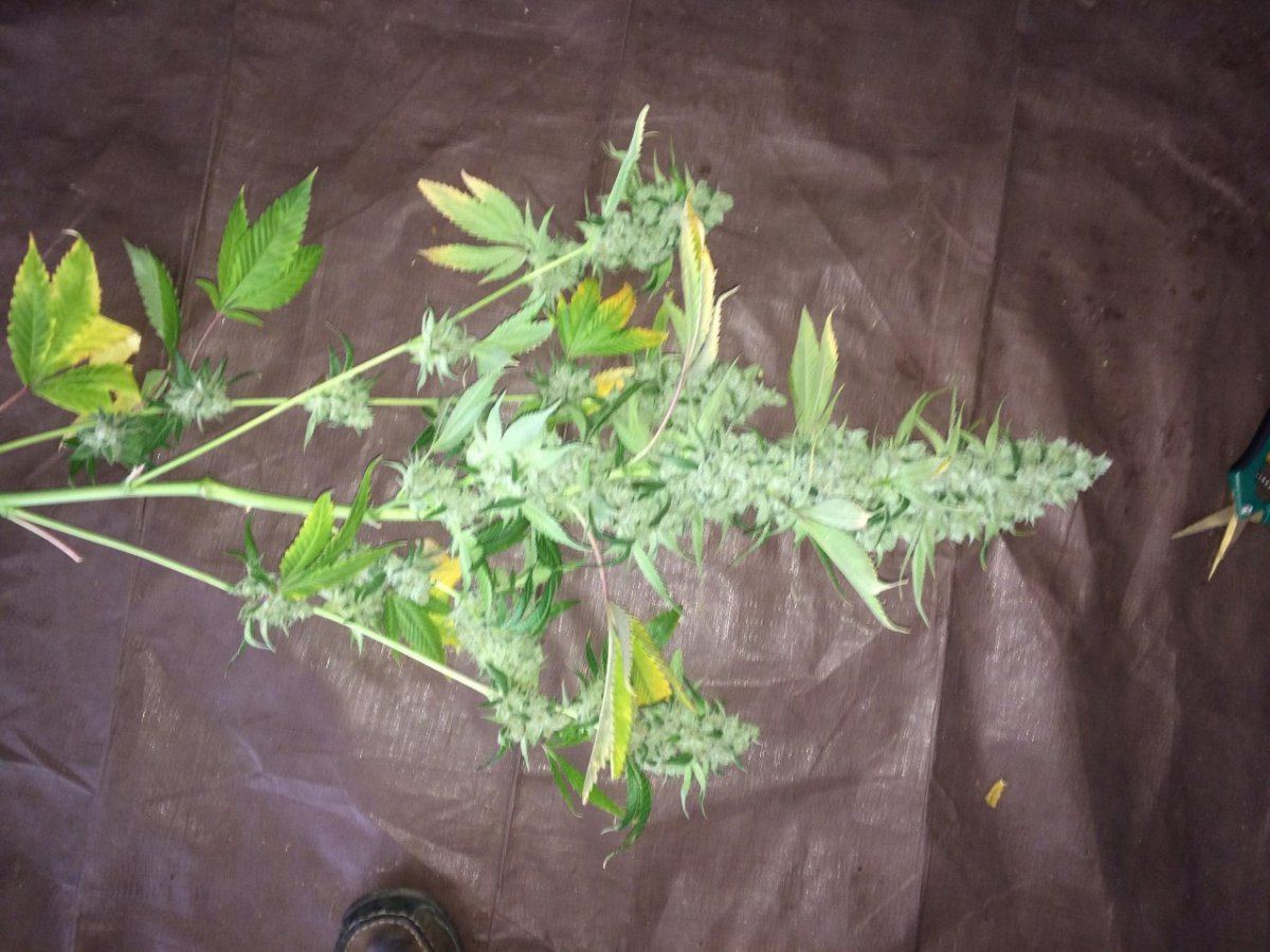 Photo 4 7