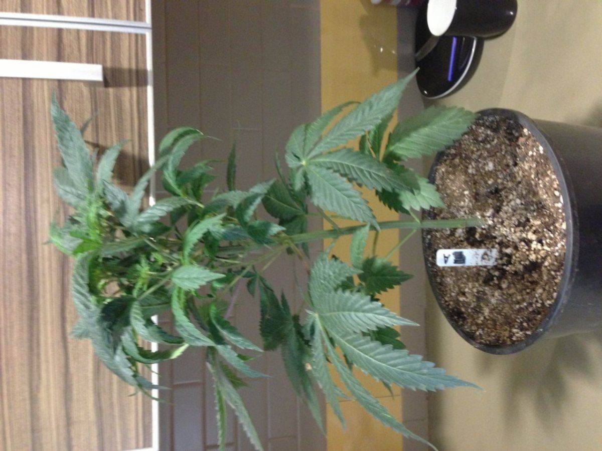 Photo 4