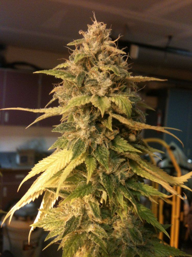 Photo 4