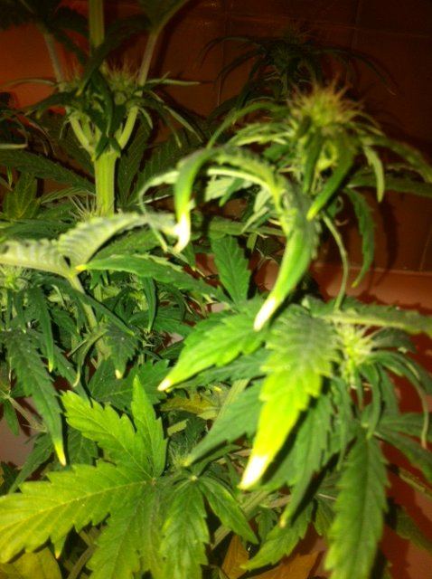 Photo 4
