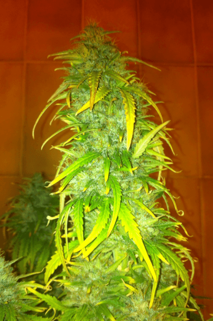 Photo 4
