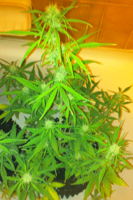 Photo 4