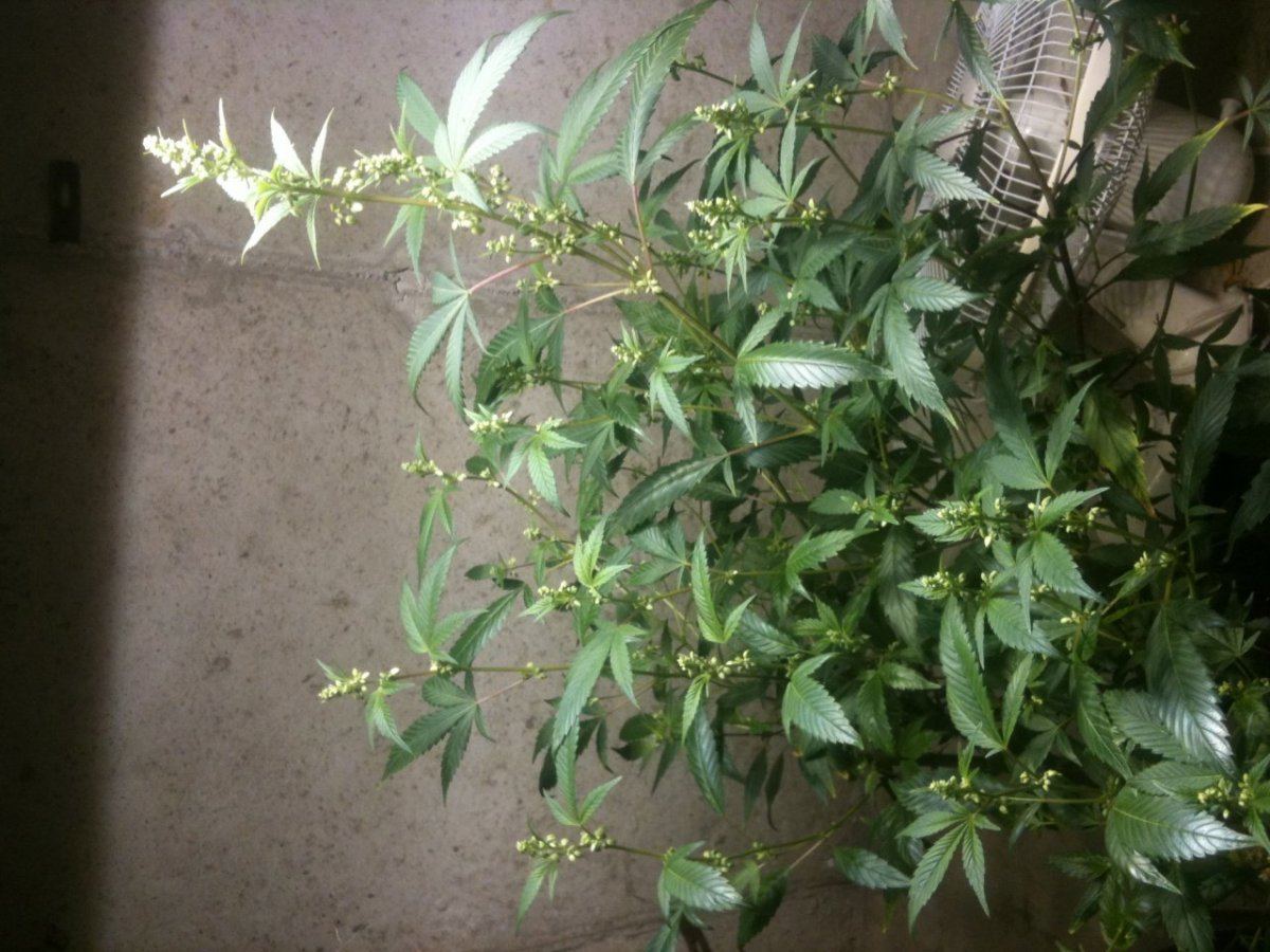 Photo 42