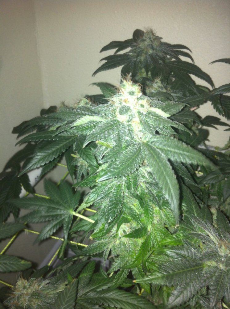 Photo 52