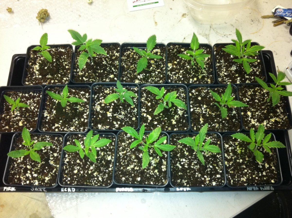 Photo week 2 veg