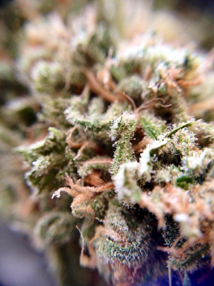 Photo4