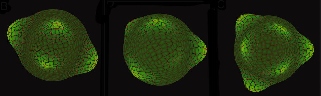 Phyllotaxy