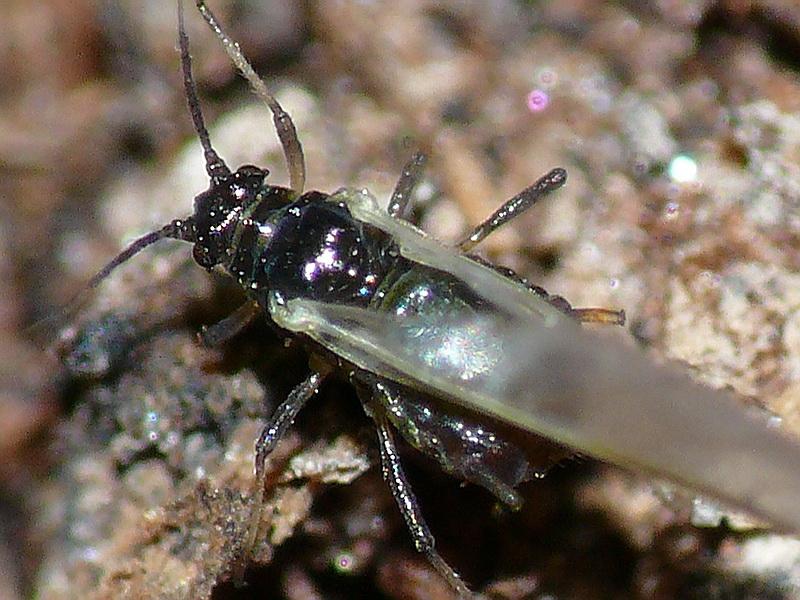 Phylloxera bi valve