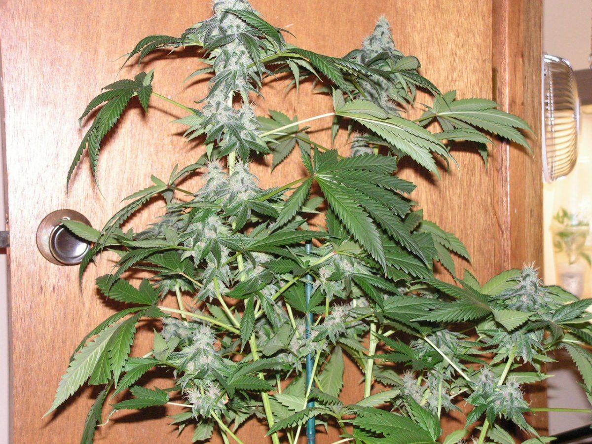 PI 24