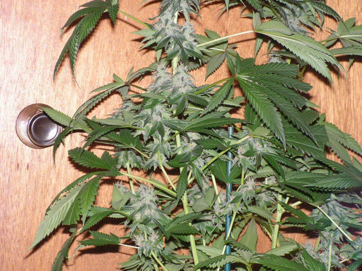 PI 25