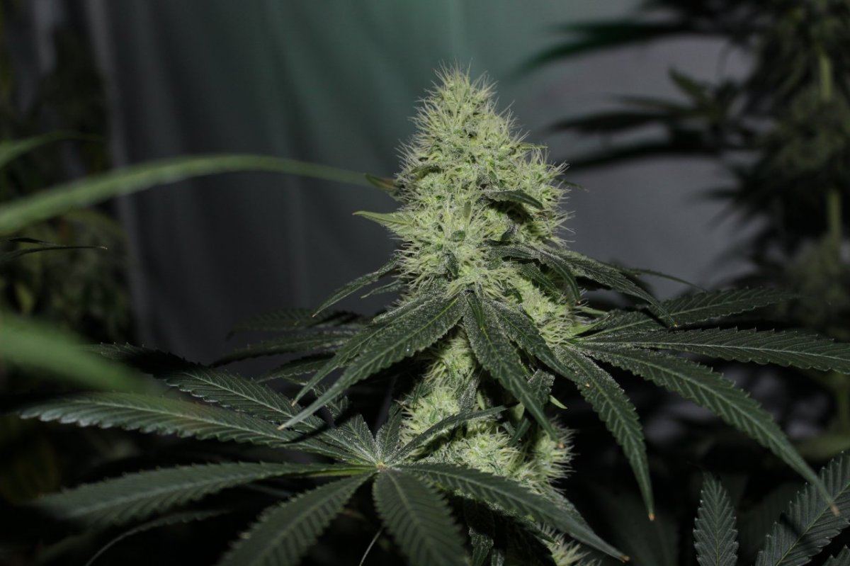 Pilbl flower