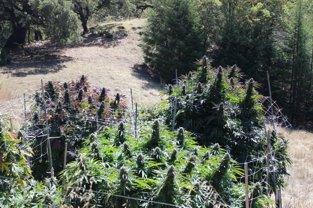 Pilblplants
